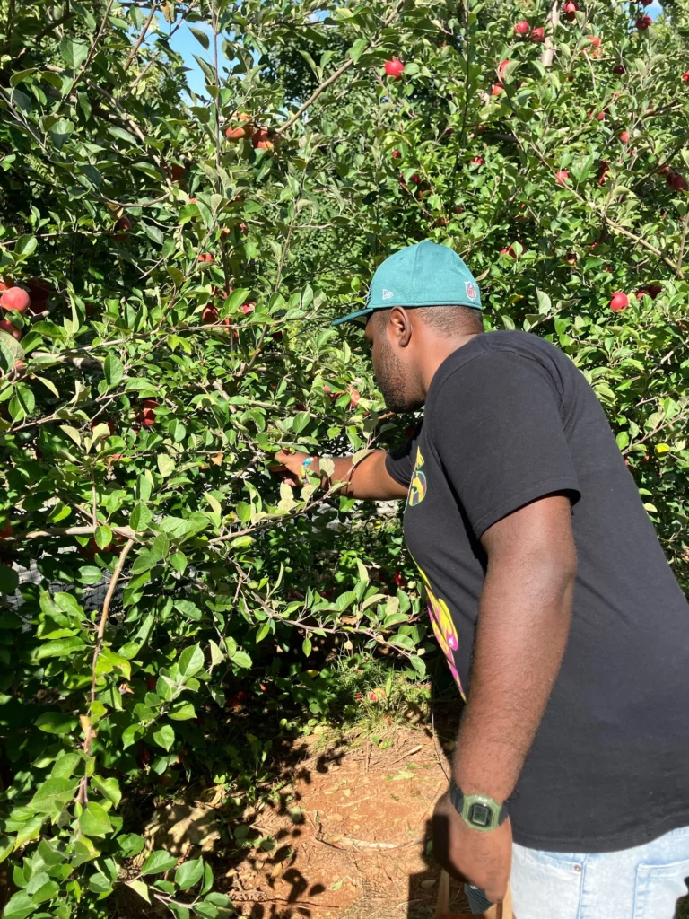 Adult member picking apples from a tree during an outdoor community outing.
